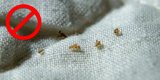 Tips to Getting Rid of Lice on the Mattress?